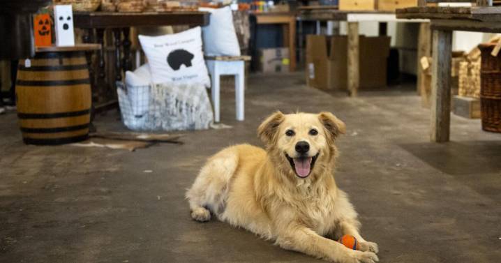 A treat to greet: Charleston's shop dogs give customers paws at local businesses