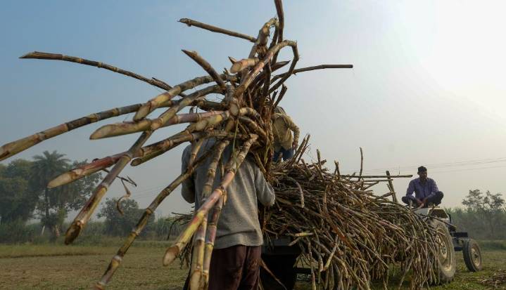 Datagro rebaja previsión de excedente de azúcar a 1 millón de toneladas por Brasil e India