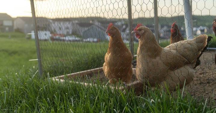 Missouri AG asks judge to limit ruling to HOA chicken issue