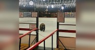 Bear wanders onto ice rink at South Lake Tahoe's Heavenly Village