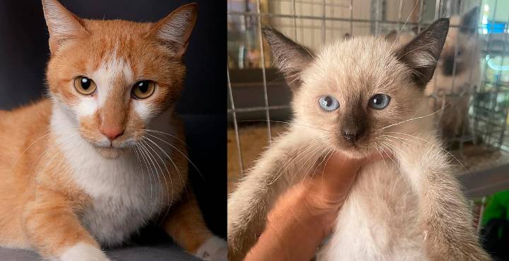 ¡Adóptame! Michis y lomitos buscan hogar este domingo en Morelia