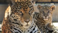 Solana is her name, and Alexandria Zoo's jaguar cub debuts this weekend