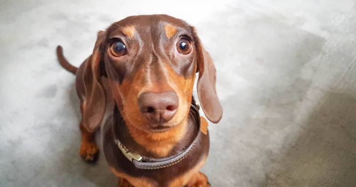 Woman gobsmacked after mini dachshund grows into something very different