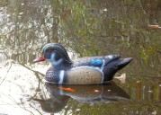 Heading Outdoors! Wood ducks can provide incredible, if brief, action