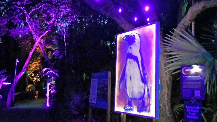 Lights On: A Nighttime Art Experience at Brevard Zoo Runs to Jan.18