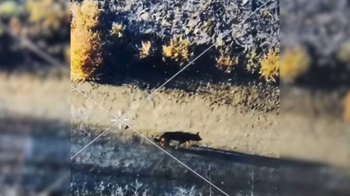 California Owner Was Stunned After Losing Her Dog, So A Kind Rescuer Gave Her Instructions On How To Find Her