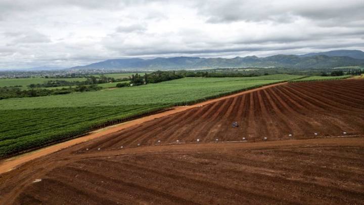 Producción agrícola en Brasil puede reducir emisiones de carbono, dice experto