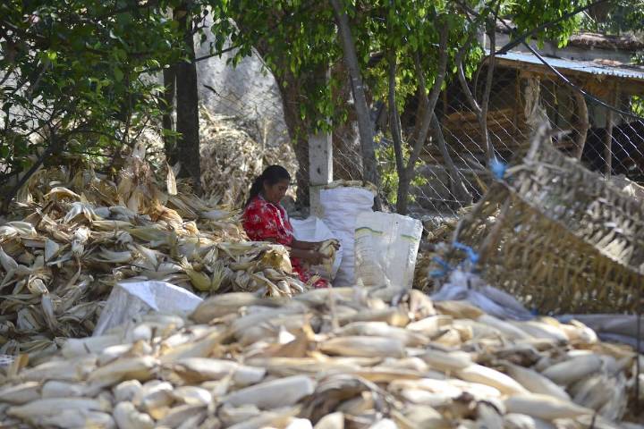 Volver los ojos al campo