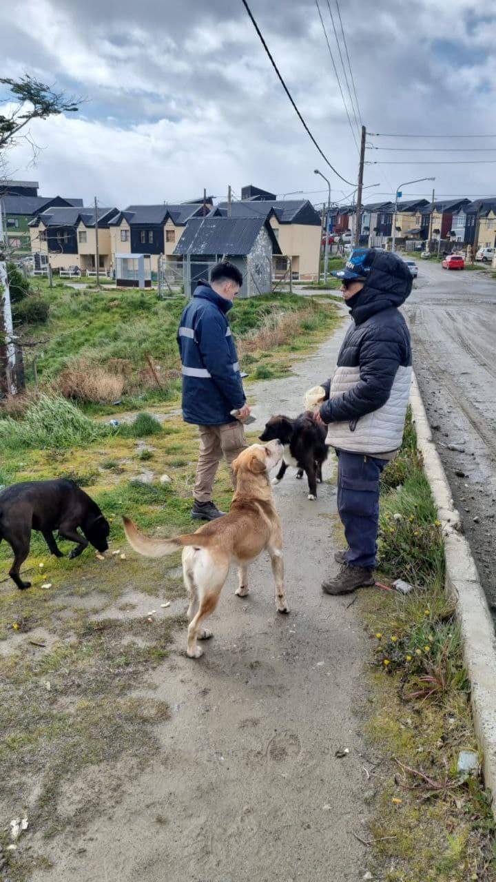 La Municipalidad de Ushuaia labró infracciones por perros sueltos en la vía pública
