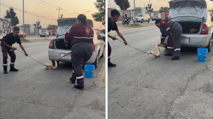 Conductora descubre una pitón de más de dos metros escondida en su auto en Zuazua