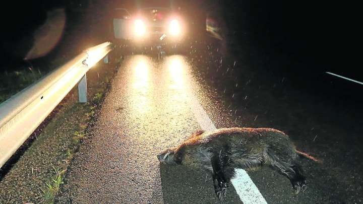 Animales silvestres, peligro en las carreteras