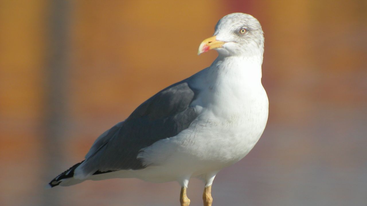 Detectan un nuevo caso de gripe aviar en una gaviota en Vigo