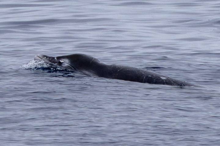 Researchers Capture the First Photos of Rare Ginkgo