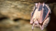 Tricolor bats' maternity colony thrives on Long Island