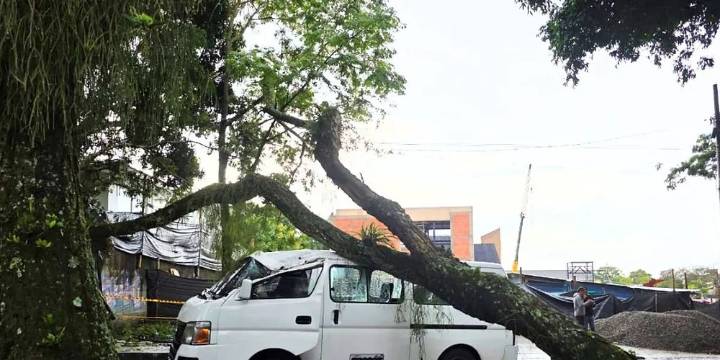 En Ibagué un árbol cayó sobre una van de transporte escolar
