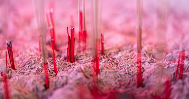 Microbiota intestinal: por qué influye en la digestión, el estado de ánimo y el sueño