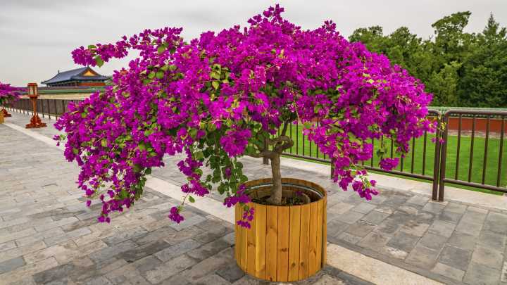 Keep Your Bougainvillea Plants Healthy All Winter With These Simple Tips