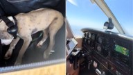 California Family’s Adoption Story Goes Viral After Their New Pup Arrives By Plane