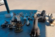 Profepa asegura 15 piezas de fauna exótica en el puerto de Pichilingue; iban rumbo a ...