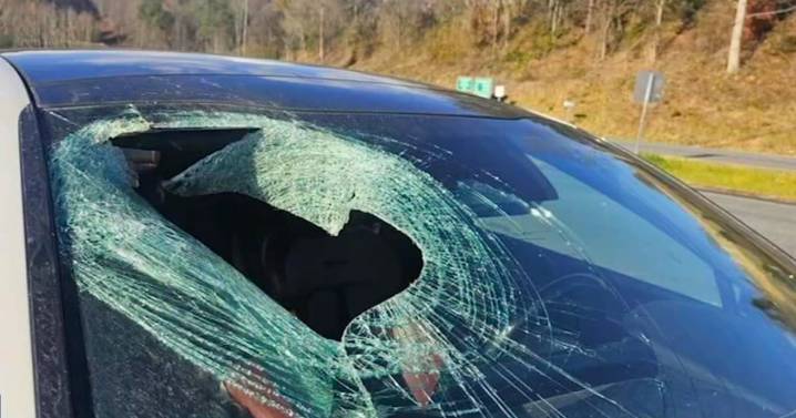 Bald Eagle Drops Cat Through Driver’s Windshield in Crazy Highway Scare