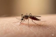 Sindh records three more dengue deaths; toll rises to 36 this year