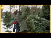 Artificial Christmas tree prices are spiking