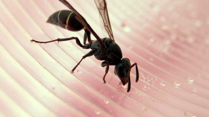 Por qué aparecen avispas en las casas en Jujuy: las razones del fenómeno