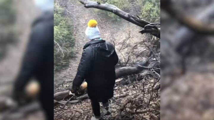 California’s Three Big Canines Shied Away From Humans After Being Deserted On A Mountain