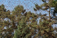 Plaguicidas en Canadá y EU reducen arribo de mariposas