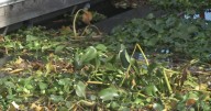 California State Parks treating invasive hyacinth as it spreads across Stockton waterfront