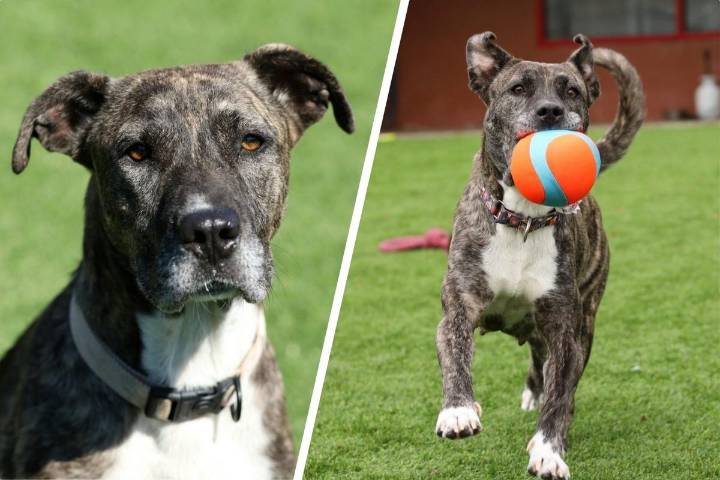 Meet Our VHS Pet of the Week