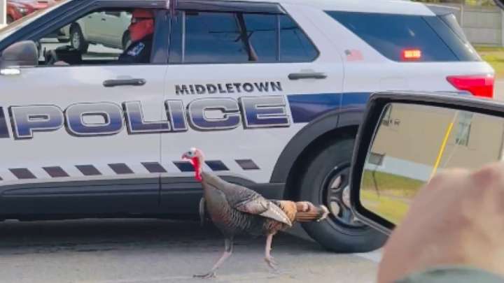 Pass the ‘Gravy’: Rhode Island turkey gains notoriety for holding up traffic