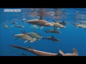 Sharks threatened by fin, meat trade
