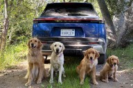 Golden Retrievers Family from Subaru Ads About to Go on Big Adventure (Exclusive)