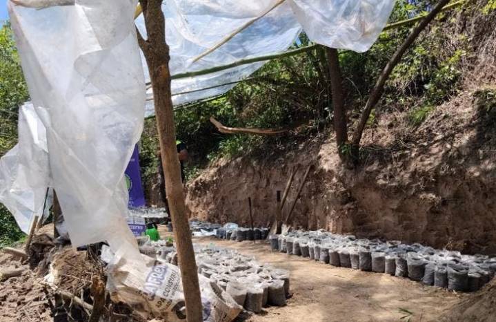 Desmantelan una plantación de marihuana que era preparada en una zona del monte en Leales