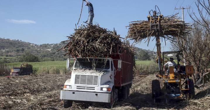 Aranceles de 156% y 210% llegan al rescate de la industria mexicana del azúcar