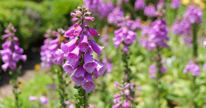 It's last call for planting some cool-season flowers. Dan Gill explains the 4 types