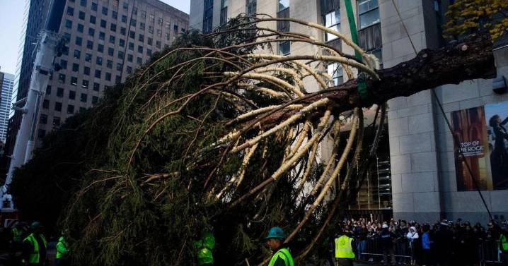 Llega el icónico árbol de Navidad al Rockefeller Center