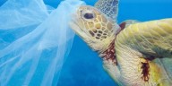 Los plásticos matan a la fauna marina incluso en dosis mínimas, alerta un estudio global