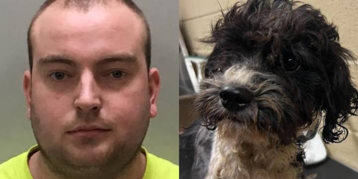 Man accused of shooting pregnant dog twice and leaving her to die