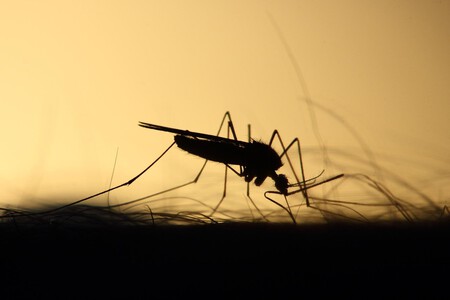 Médicos Unidos de Venezuela alerta sobre presencia de mosquitos