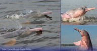 El lugar más cerca de Bogotá para ver delfines rosados durante todo el año