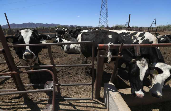 Texas pide abrir la frontera a ganado mexicano "lo antes posible"