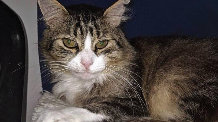 Adopta un gato: Bermu, el gato que sacaron de una colonia para salvarle la vida