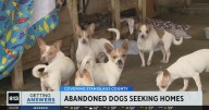 Abandoned Chihuahuas found in Modesto in need of foster homes