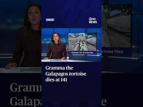 Gramma the Galapagos tortoise dies at 141