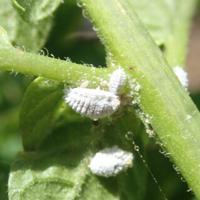 Bringing In Your Plants? Watch Out For Hitchhikers