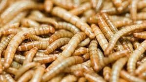 Un estudio explora incorporar proteína de insectos, como el gusano de la harina, en lácteos pasteurizados y 'brownies'