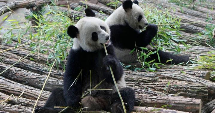 Francia se despide de dos queridos pandas gigantes que regresan a China