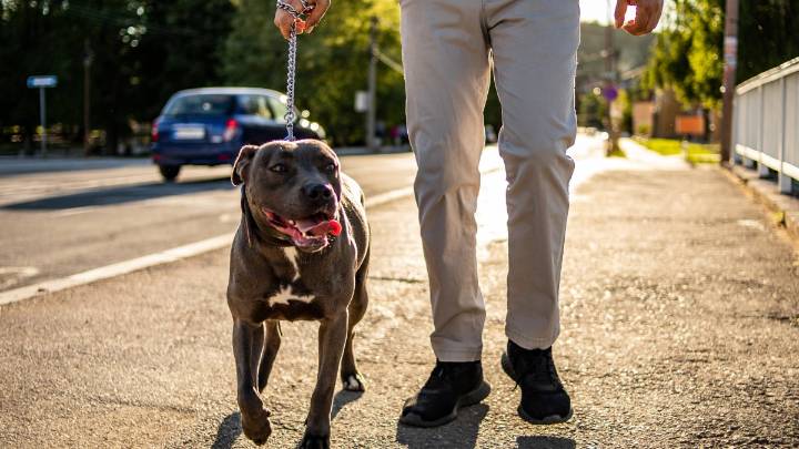 Prince George’s elimina histórica prohibición de pitbulls